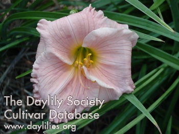 Daylily Special Wishes